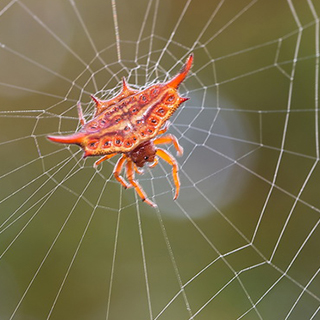 Mantadia - Kite spider